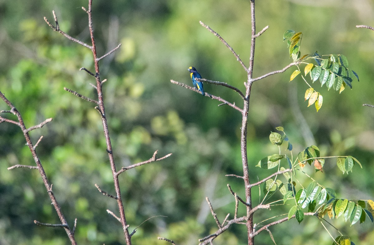 West Mexican Euphonia - ML646860159