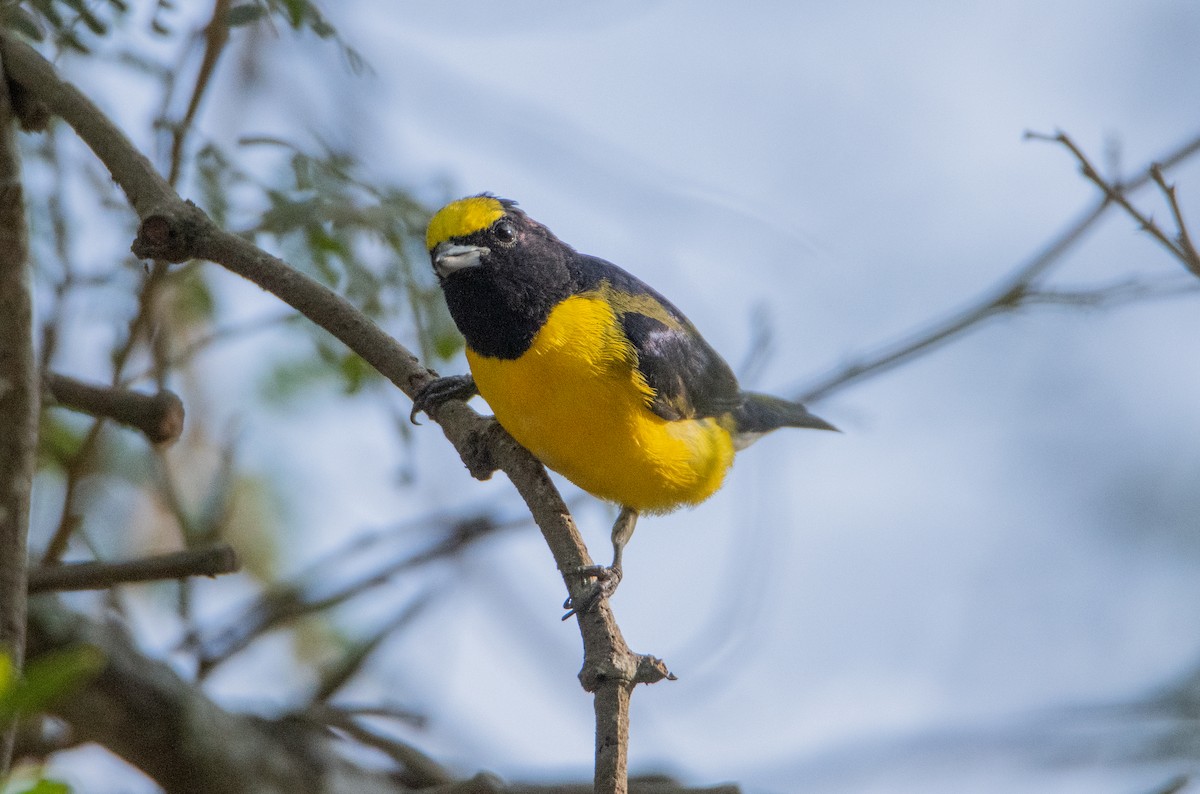 West Mexican Euphonia - ML646860160
