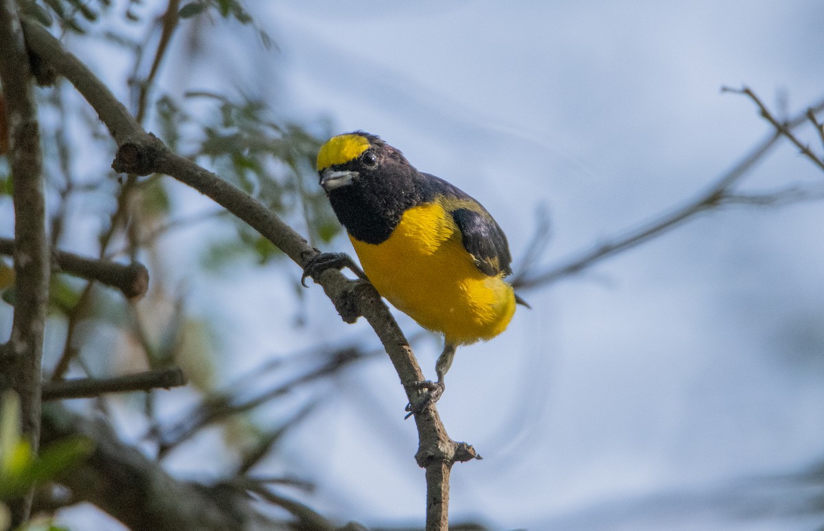 West Mexican Euphonia - ML646860161
