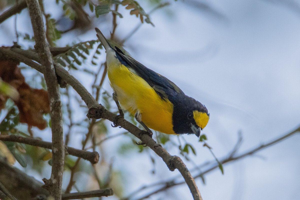West Mexican Euphonia - ML646860162