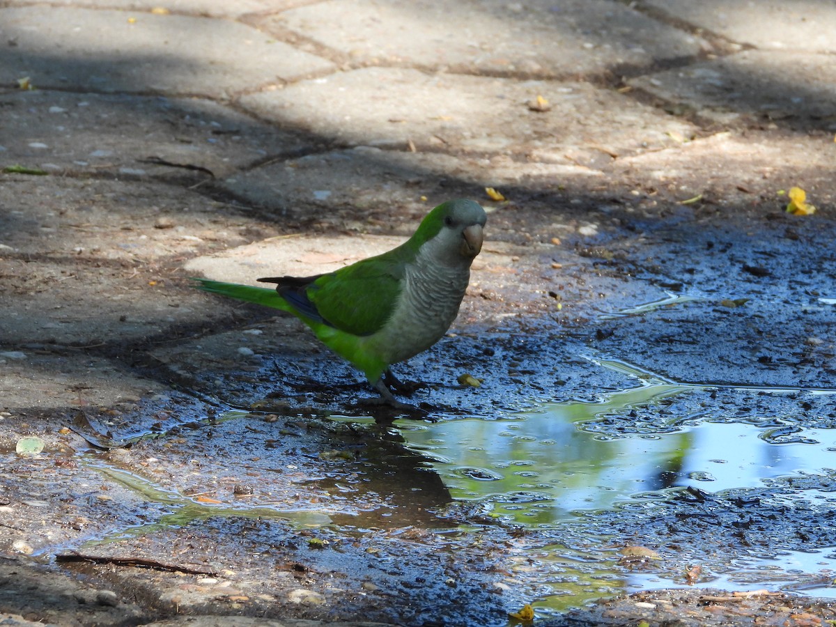 Monk Parakeet - ML646860163