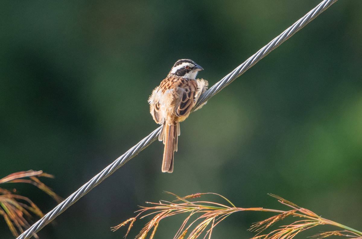 Ржавохвостая овсянка - ML646860168