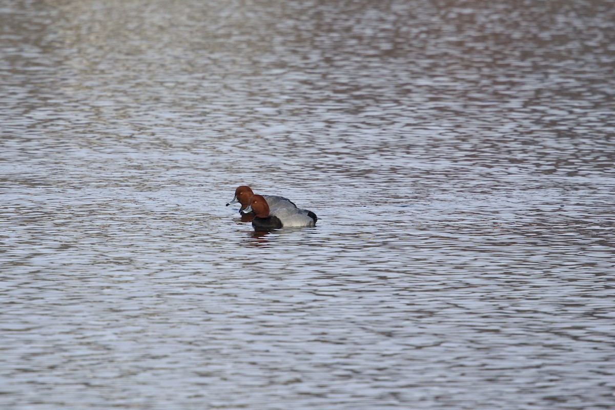 Redhead - ML646860178