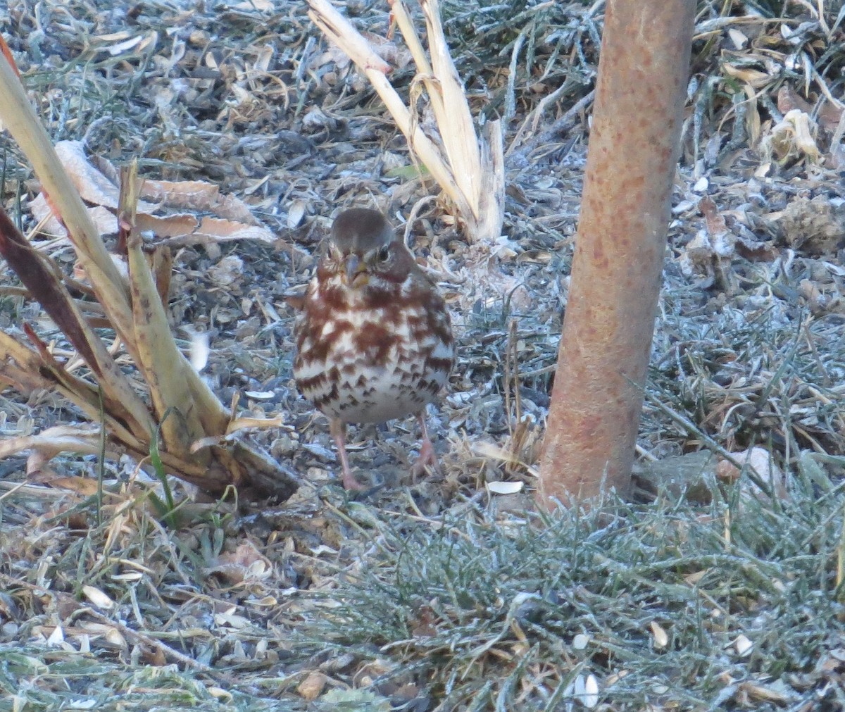 strnadec kaštanový - ML646860180