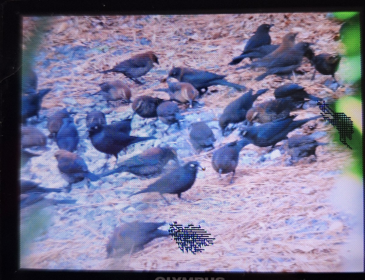 Rusty Blackbird - ML646860188