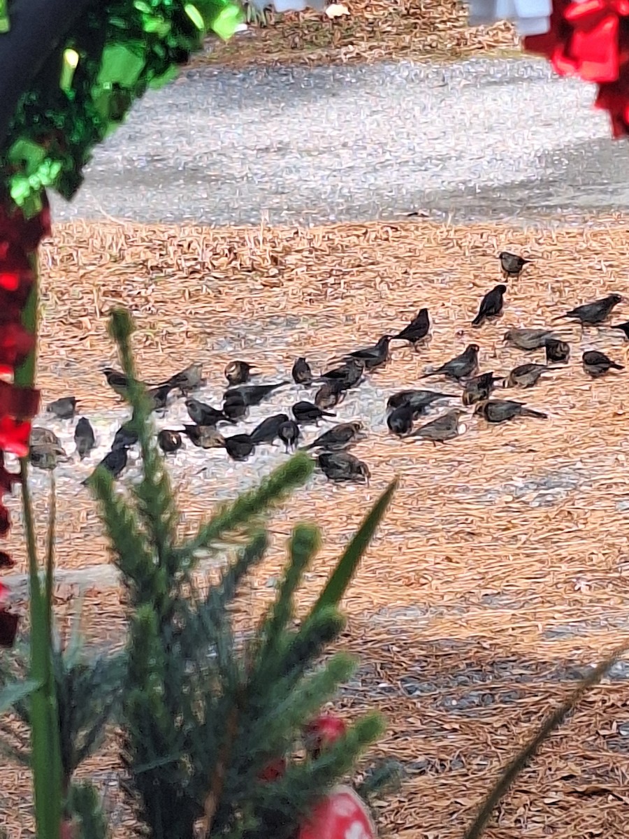 Rusty Blackbird - ML646860189