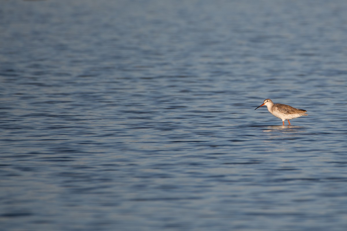 鶴鷸 - ML646860201