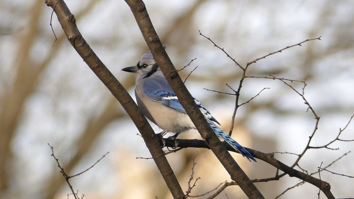Blue Jay - ML646860202