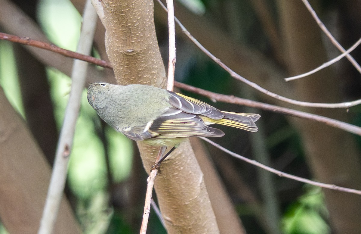 králíček americký - ML646860204