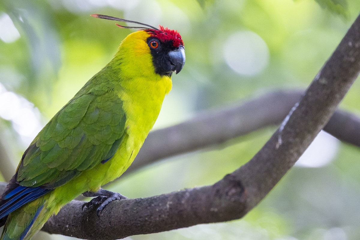 Horned Parakeet - ML646860205