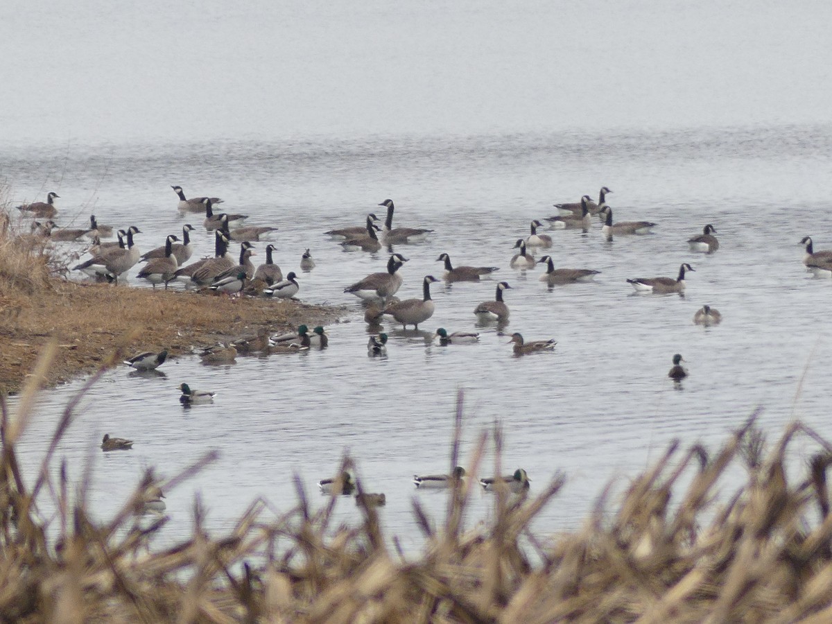 Canada Goose - ML646860206