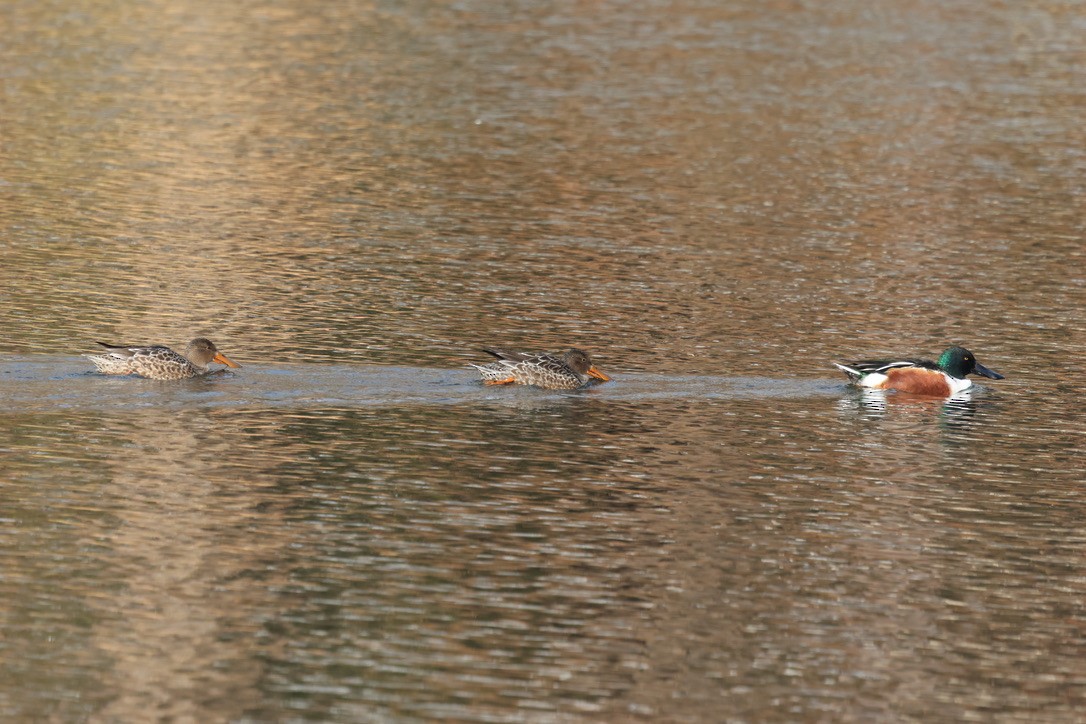 Northern Shoveler - ML646860207