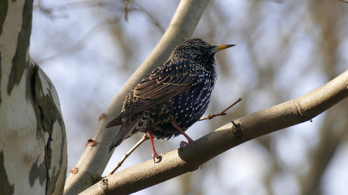 Шпак звичайний - ML646860211