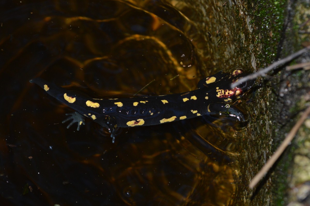 Salamandra pezzata - ML646860213