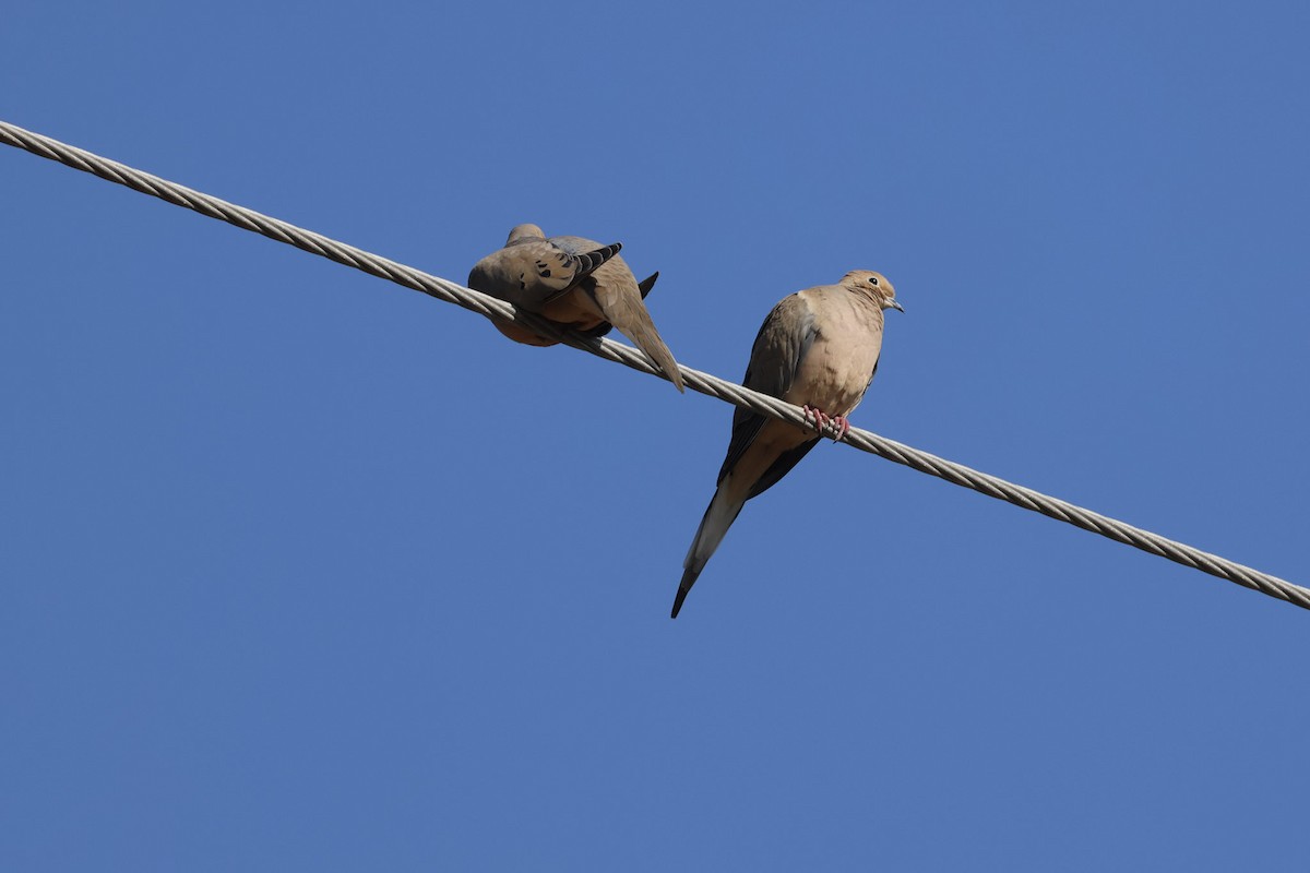 Mourning Dove - ML646860216