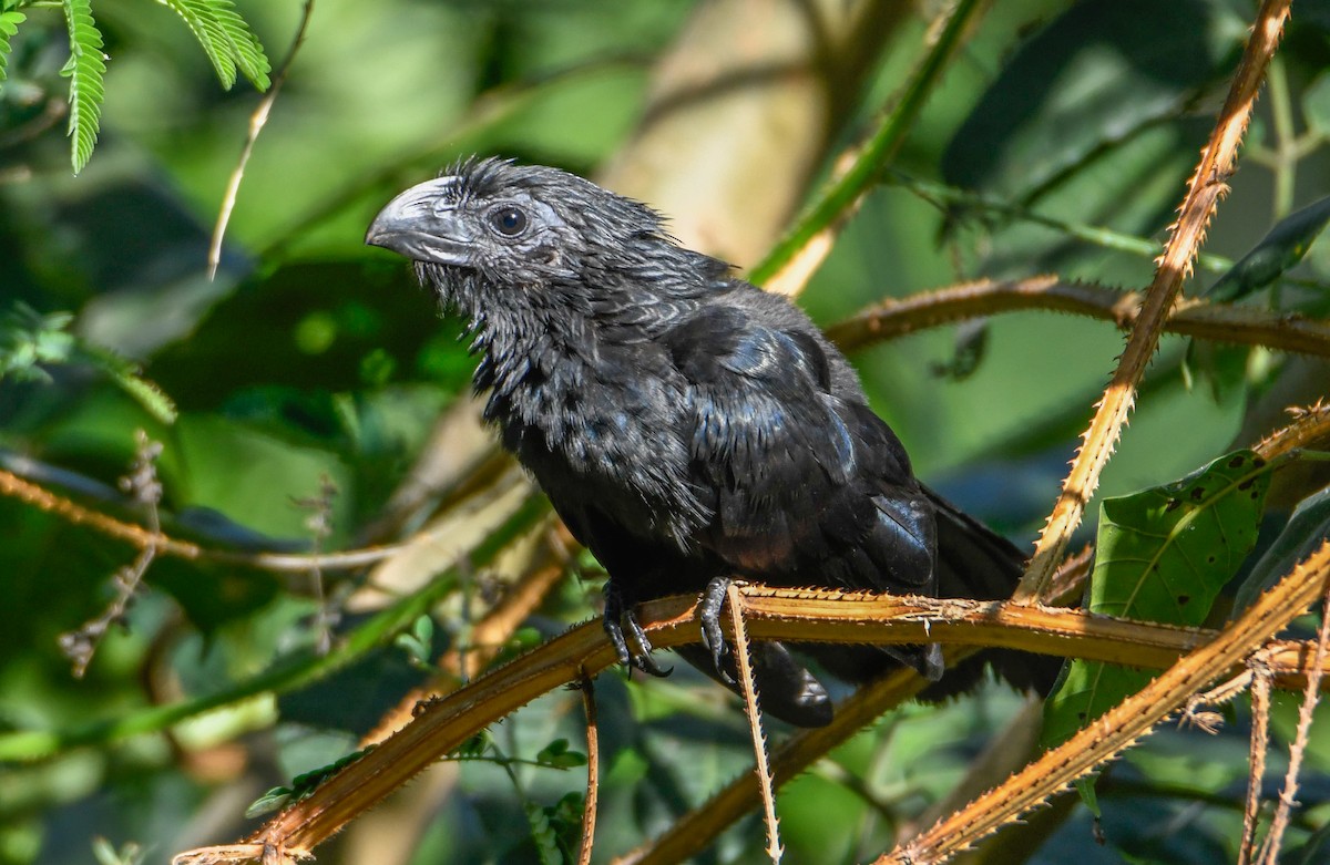 Морщинистоклювая ани - ML646860217