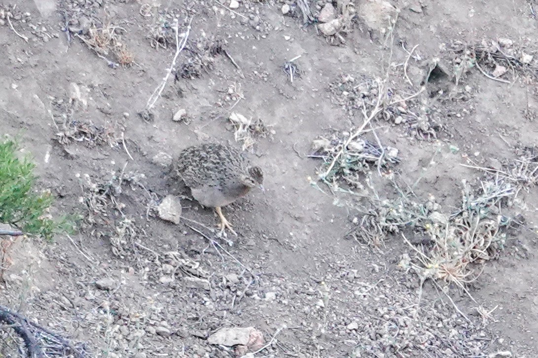 チリーシギダチョウ - ML646860219