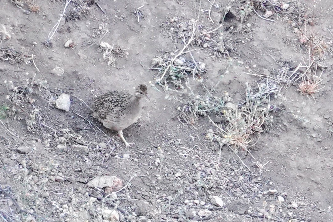 チリーシギダチョウ - ML646860220