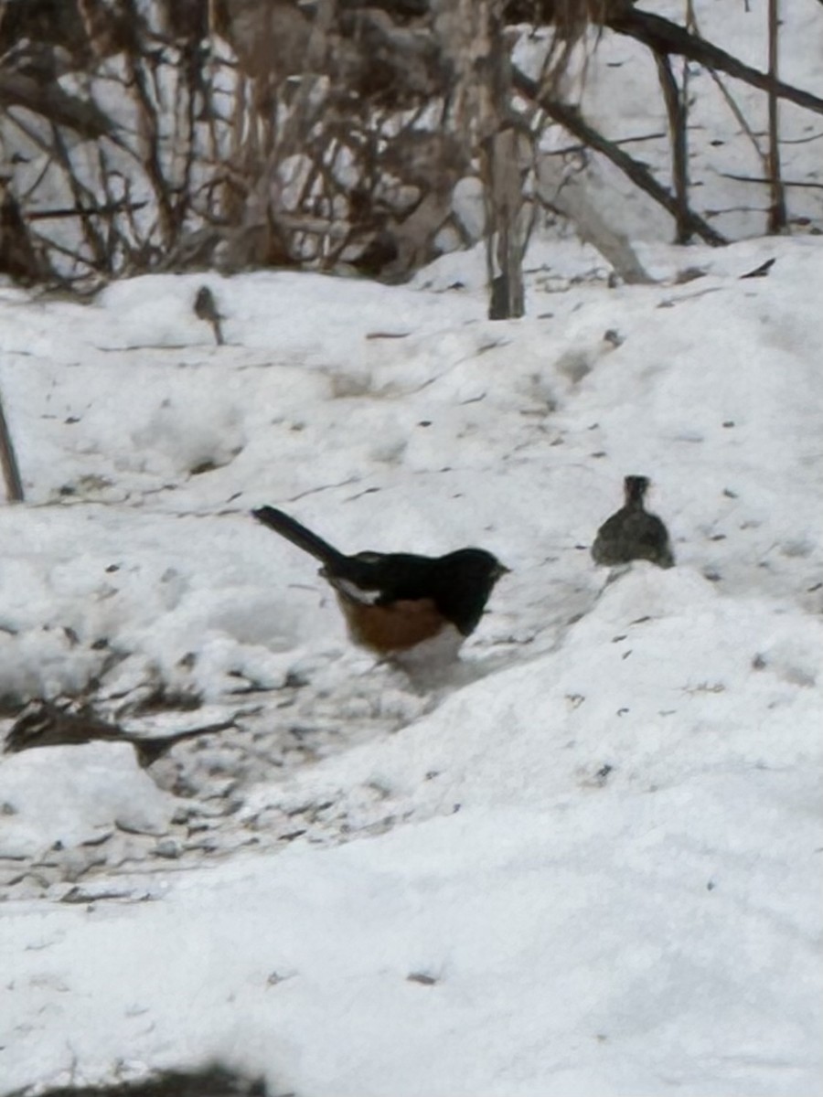 Eastern Towhee - ML646860224