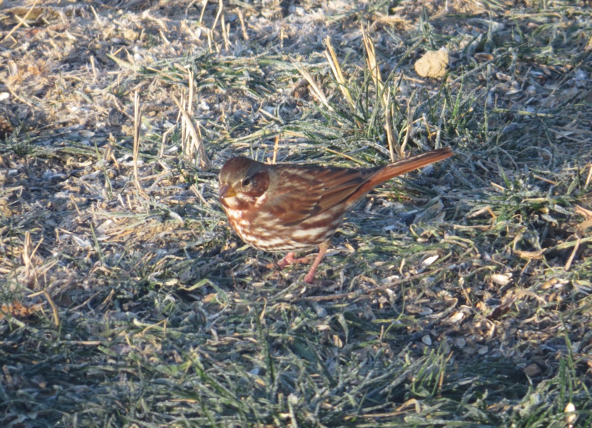 strnadec kaštanový - ML646860226