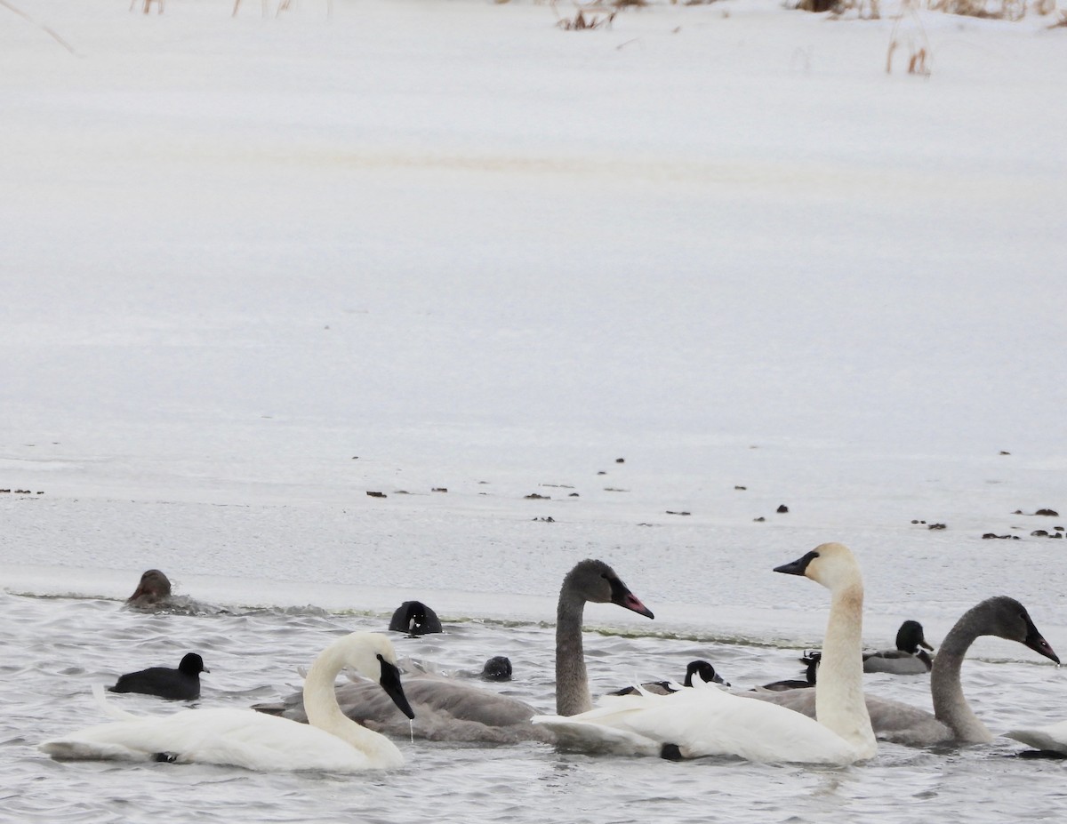 Trumpeter Swan - ML646860227
