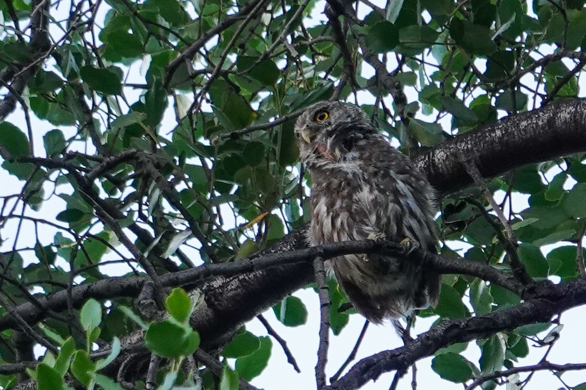 ミナミスズメフクロウ - ML646860229