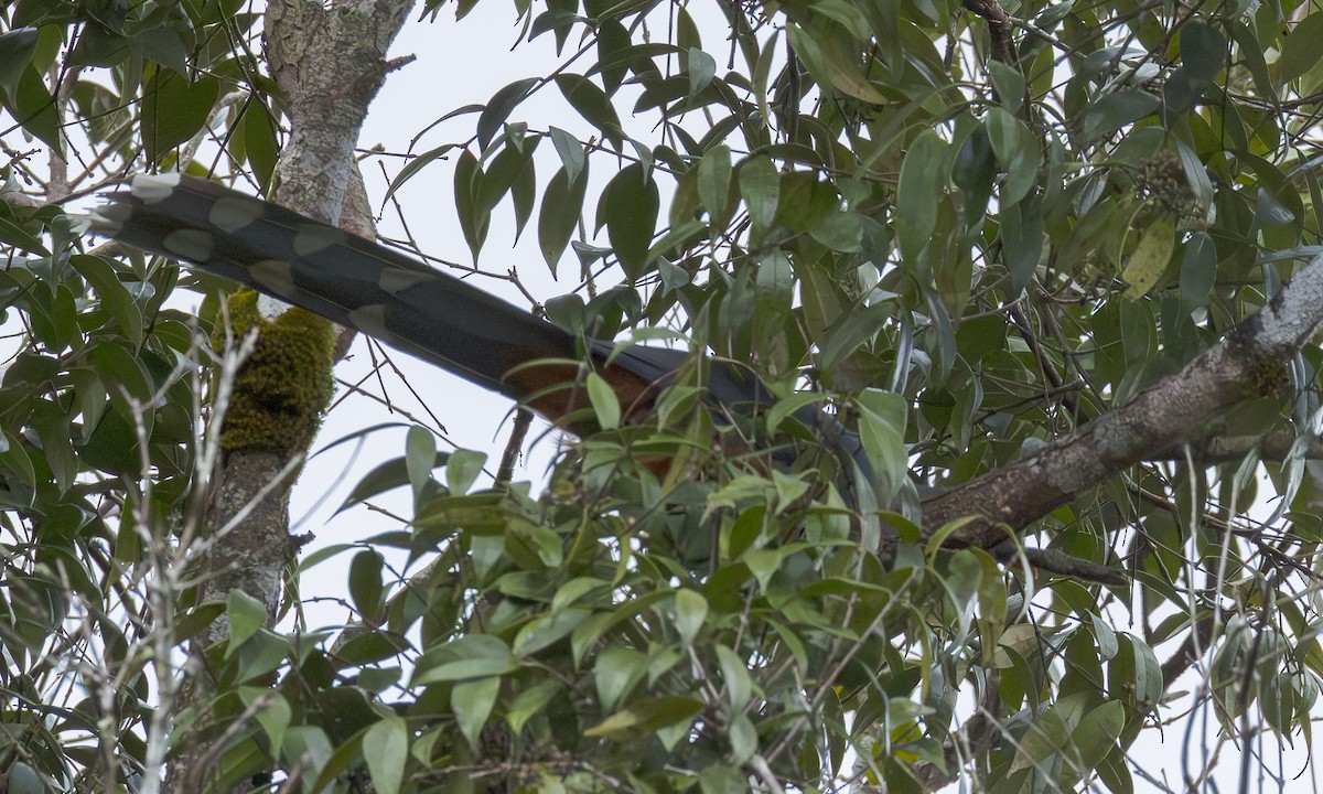 Red-billed Malkoha - ML646860234