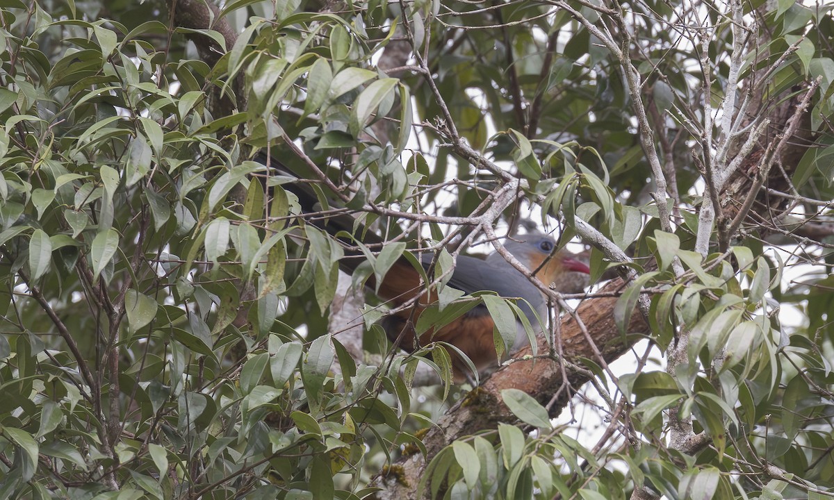Red-billed Malkoha - ML646860235