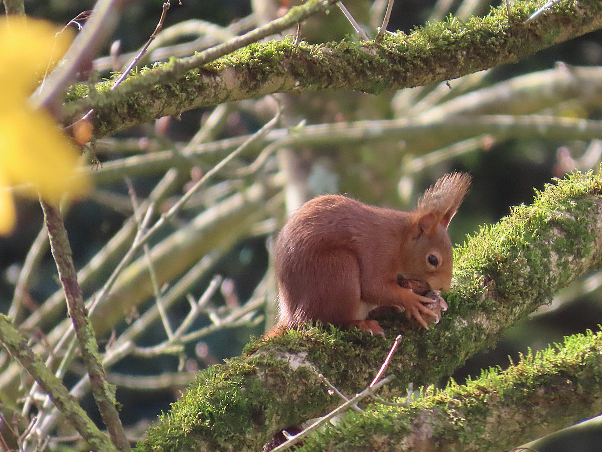 Eurasian Red Squirrel - ML646860236