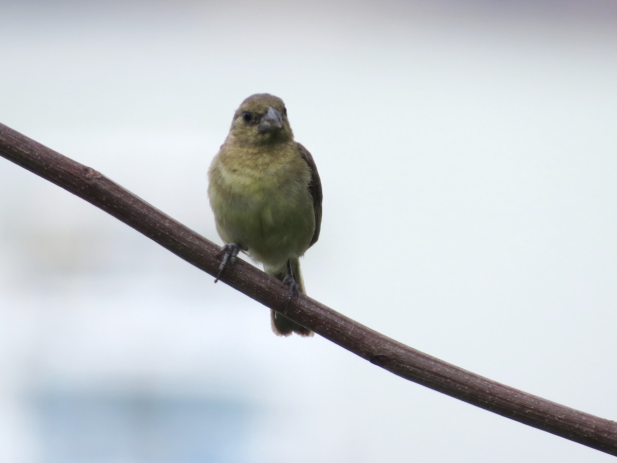 Variable Seedeater - ML646860237