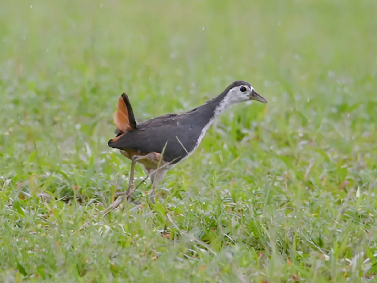 White-breasted Waterhen - ML646860238