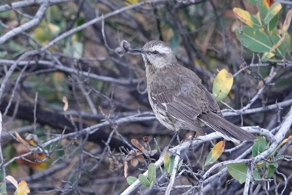 チリーマネシツグミ - ML646860243