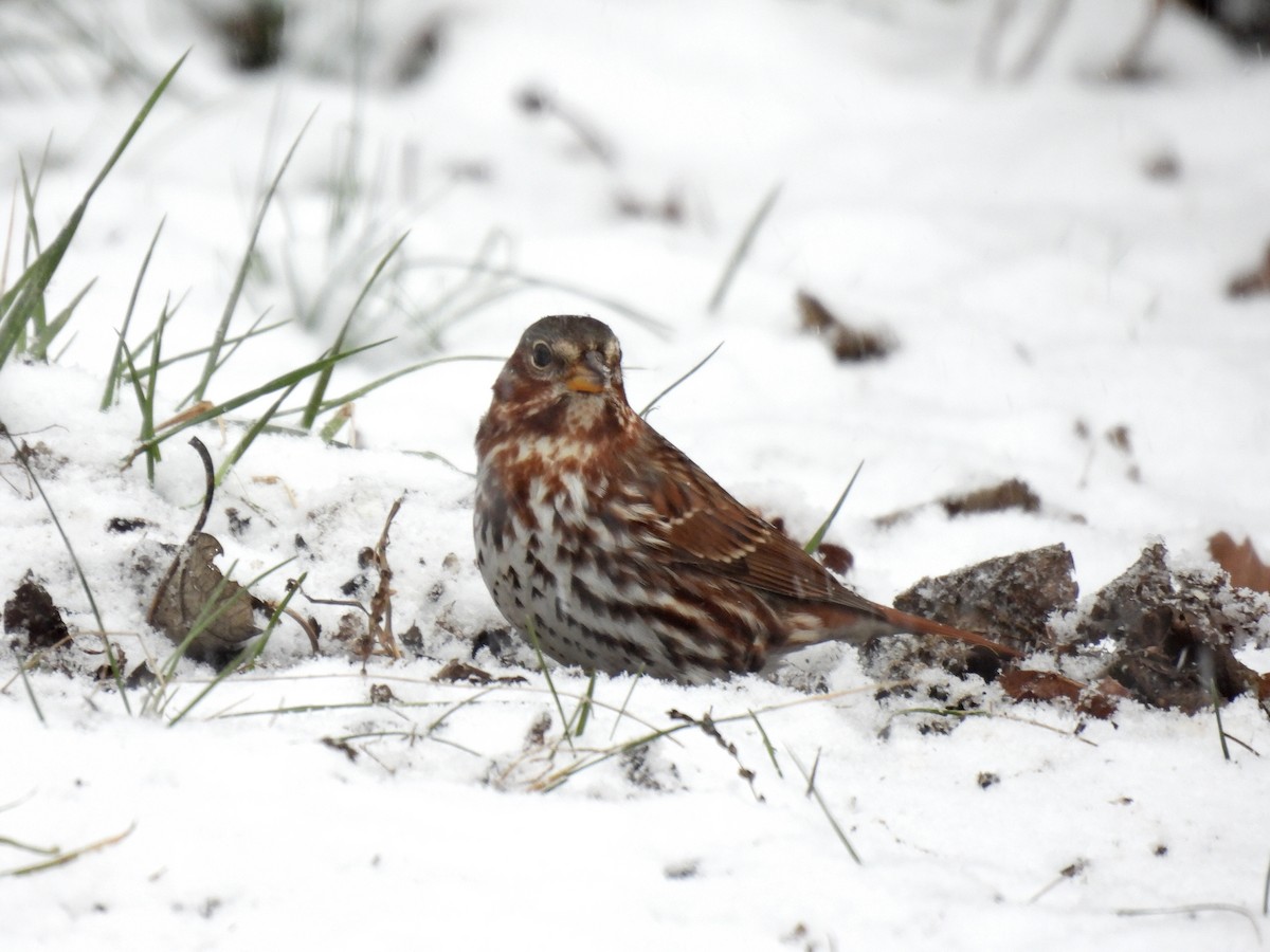 strnadec kaštanový - ML646860248