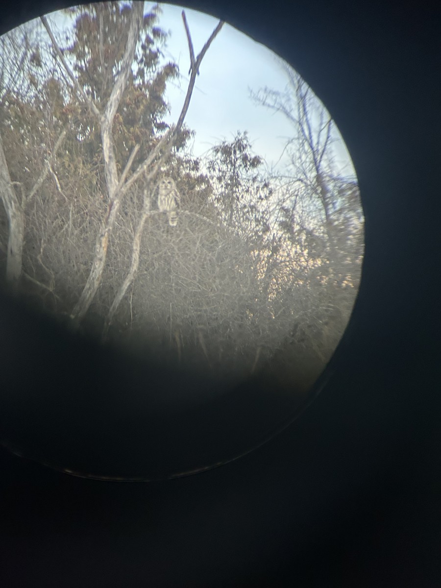 Cárabo Norteamericano - ML646860256