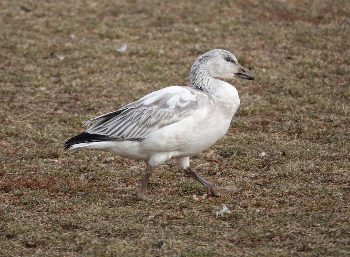 ハクガン - ML646860257