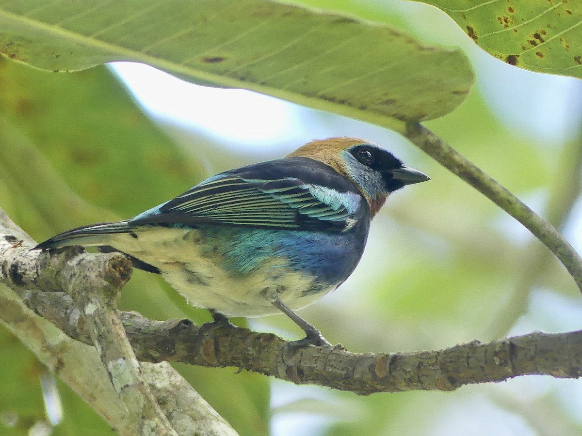 Golden-hooded Tanager - ML646860258
