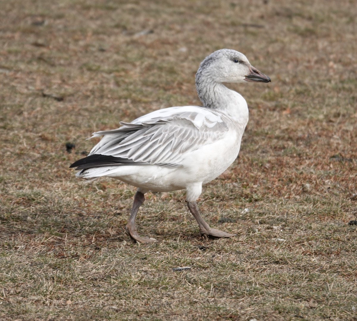 ハクガン - ML646860259