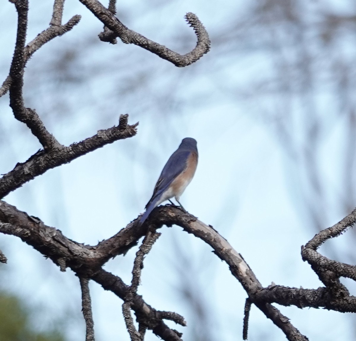 Azulejo Oriental - ML646860260