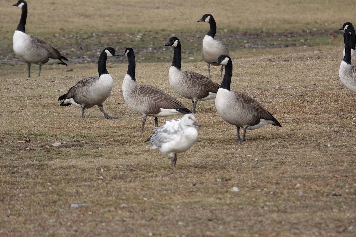 ハクガン - ML646860265