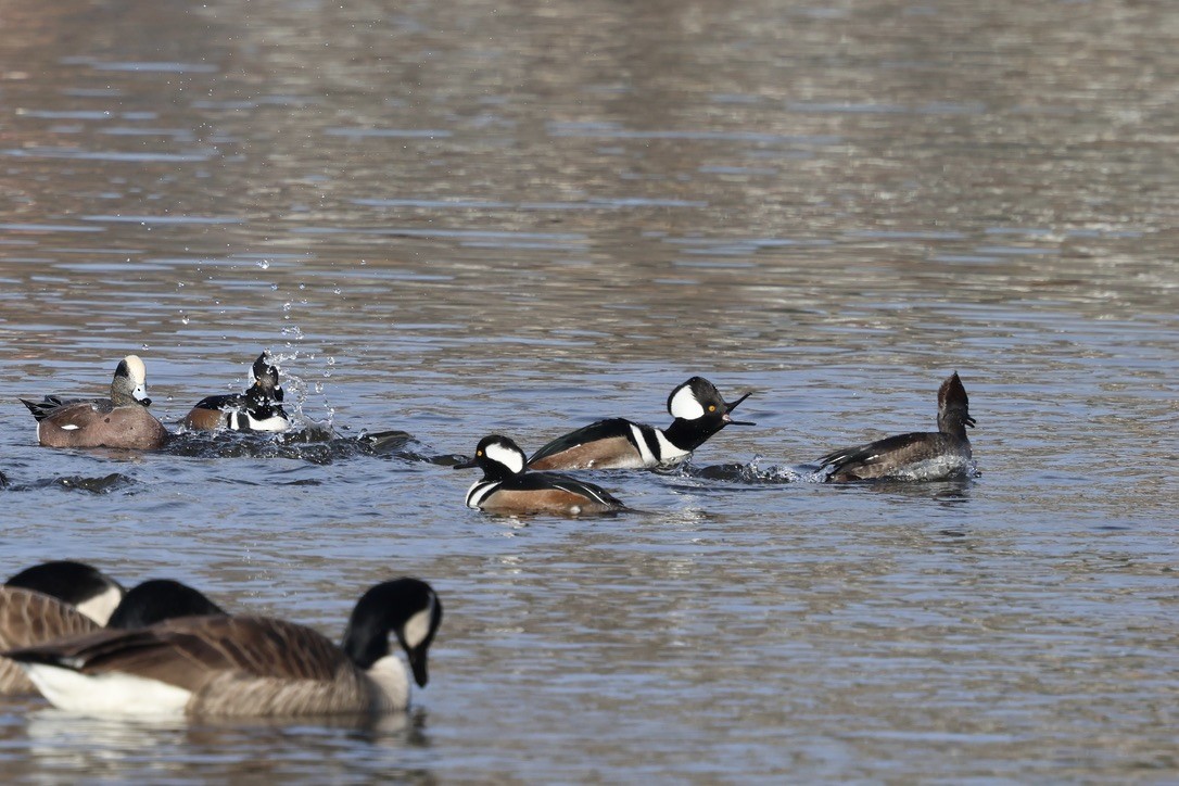 Hooded Merganser - ML646860266