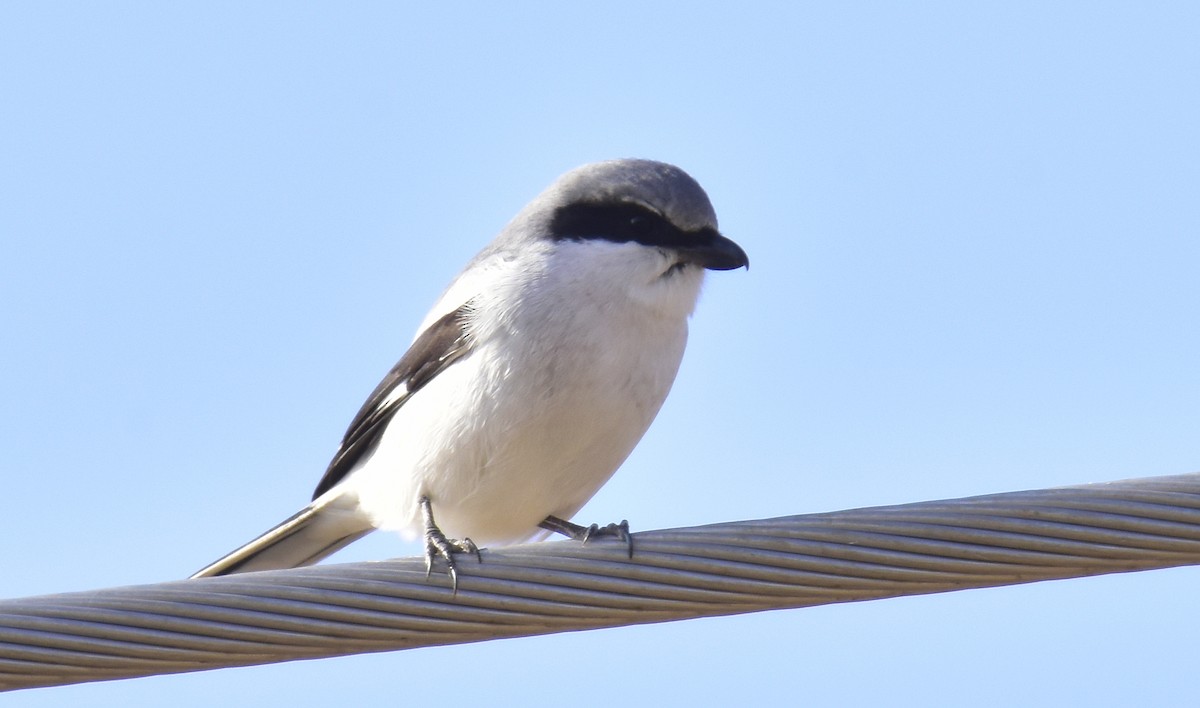 Loggerhead Shrike - ML646860267