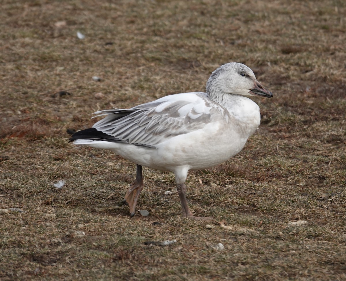 ハクガン - ML646860272