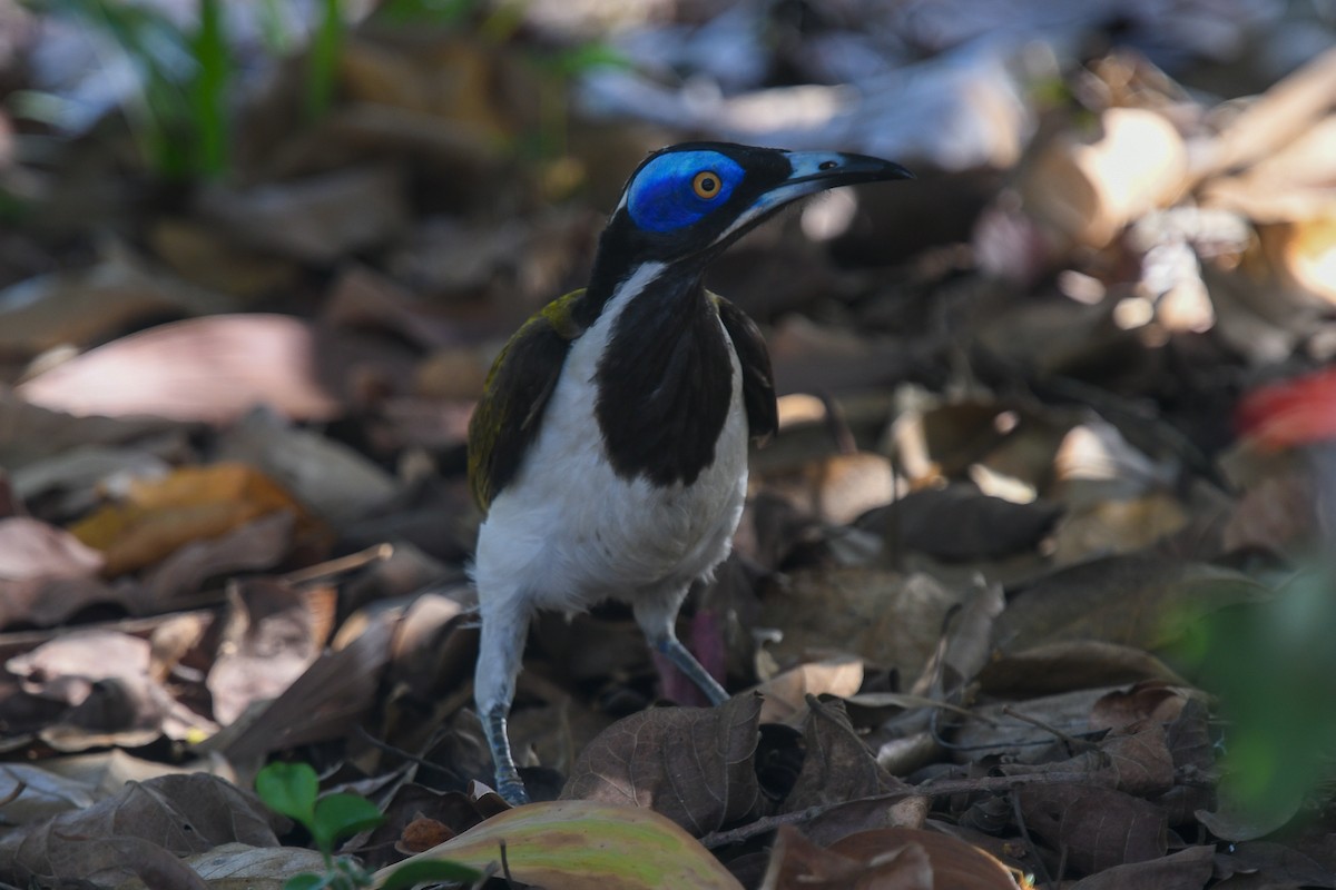 Mielero Cariazul (Aliblanco) - ML646860274