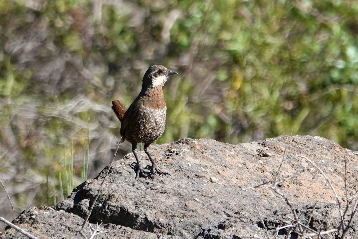 シラヒゲオタテドリ - ML646860276