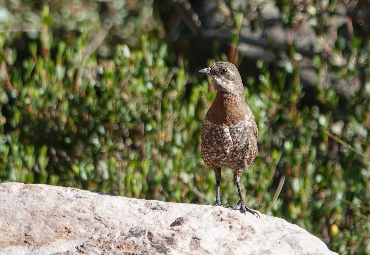 シラヒゲオタテドリ - ML646860277