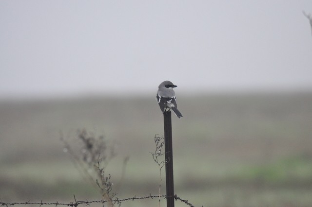 Loggerhead Shrike - ML646860280