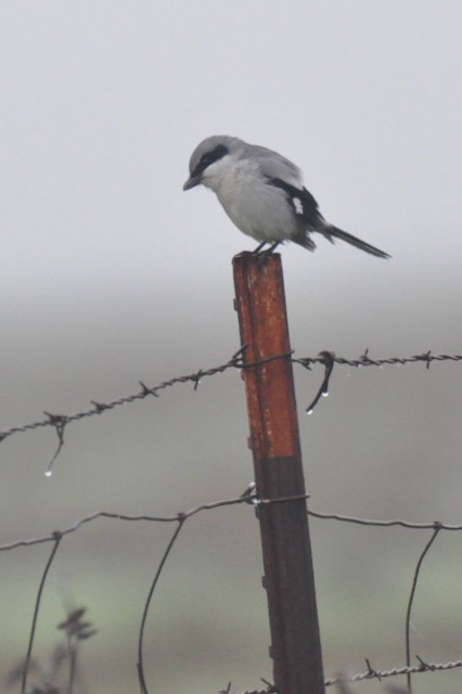 Loggerhead Shrike - ML646860281
