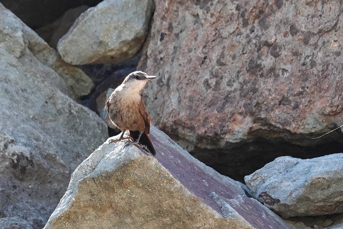 チリーカマドドリ - ML646860282