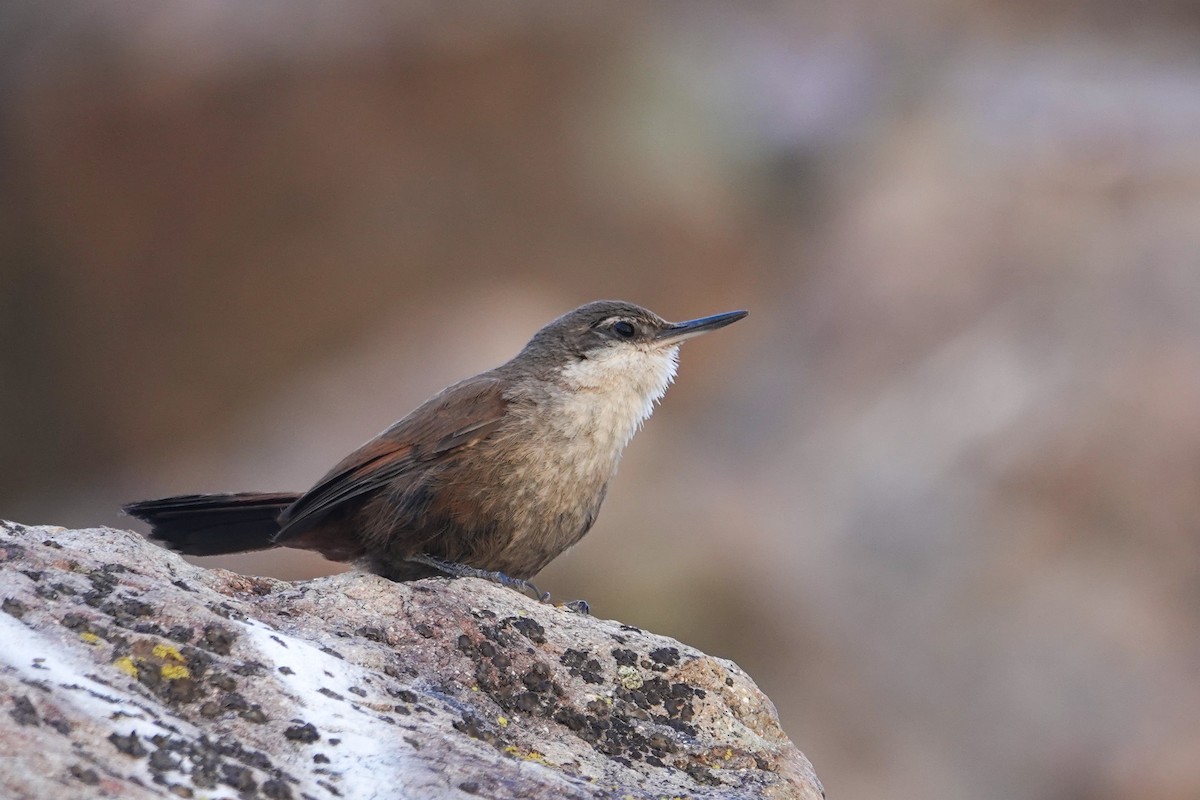 チリーカマドドリ - ML646860283