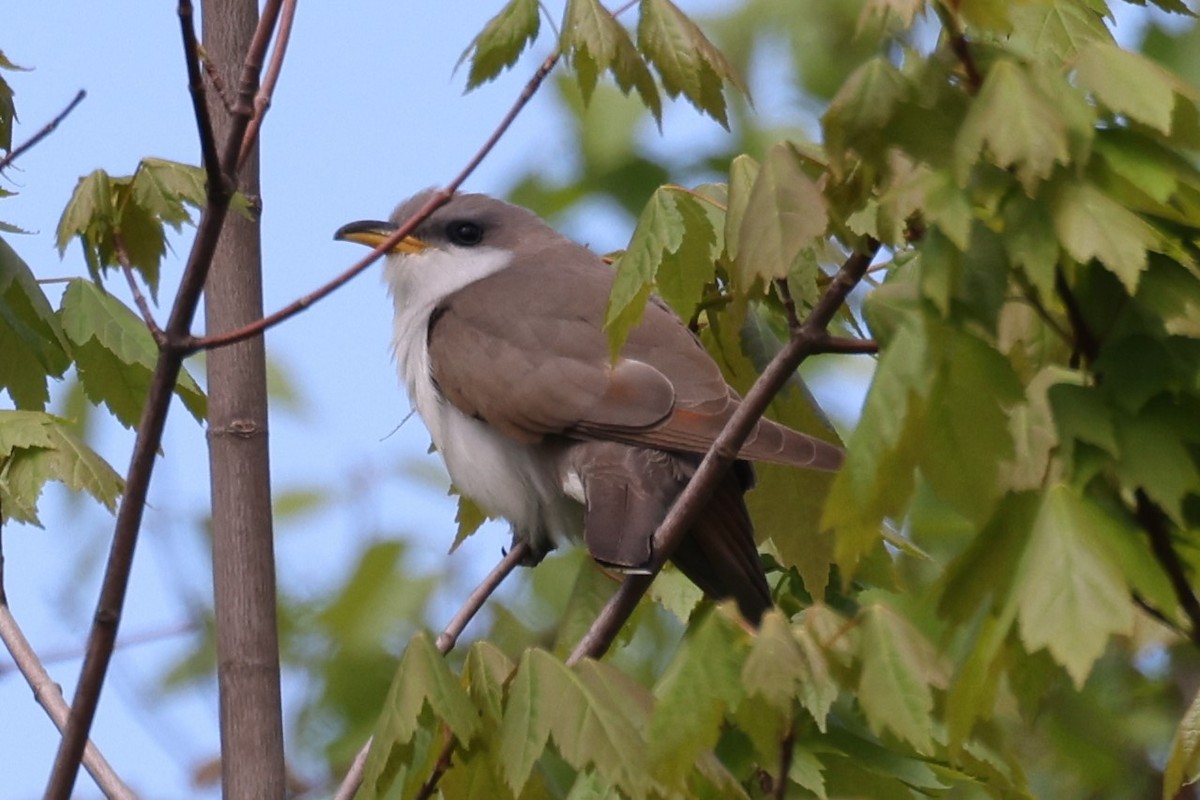 Coulicou à bec jaune - ML646860288